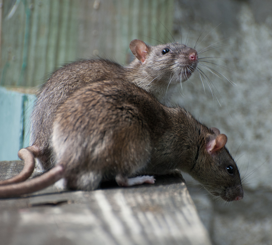 Two brown rats on a wooden ledge